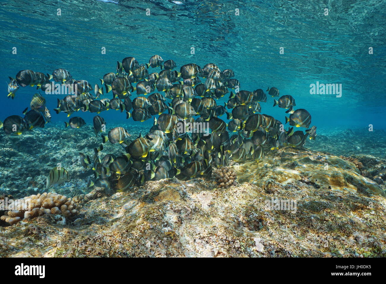 A school of fish whitespotted surgeonfish, Acanthurus guttatus, underwater in the Pacific ocean, French Polynesia, Oceania Stock Photo