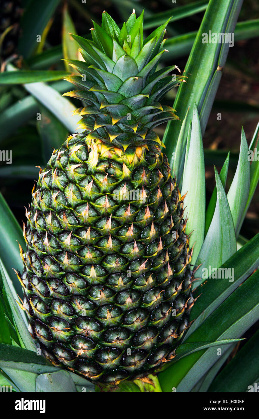 Pineapple growing in the field Stock Photo