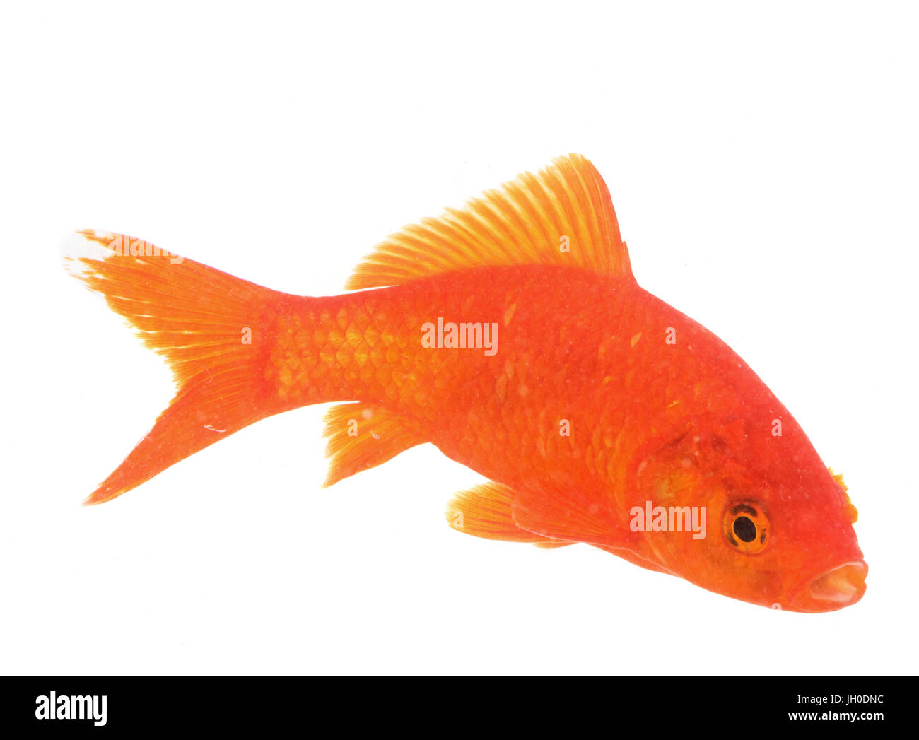 red goldfish in front of white background Stock Photo Alamy