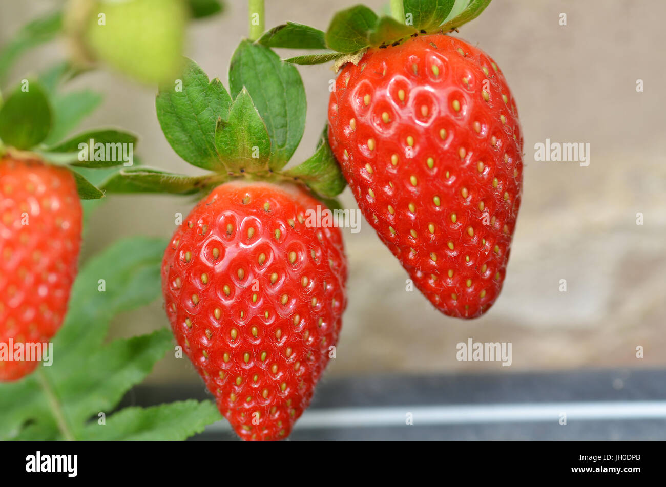 Fresh strawberries that are grown in greenhouses in Cameron Highland ...