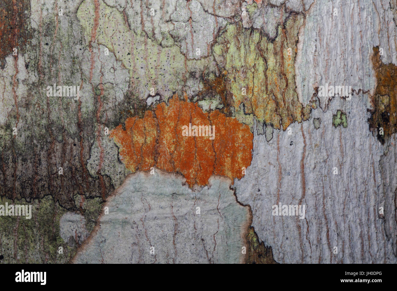Tree Bark Texture Examples Tree and plant photo hi-res stock photography and images - Alamy