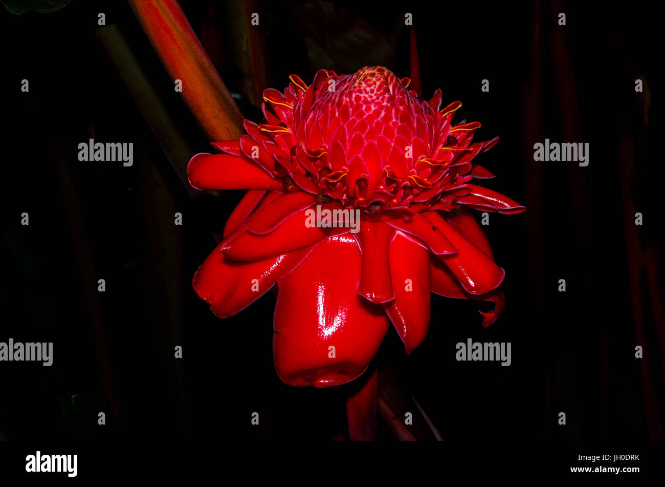 Red flower Etlingera Elatior Stock Photo