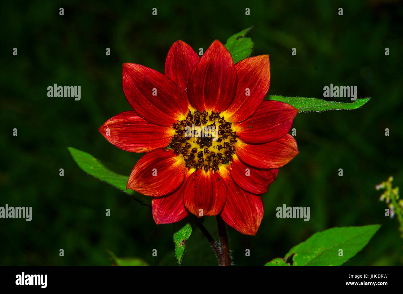 red sunflower Stock Photo