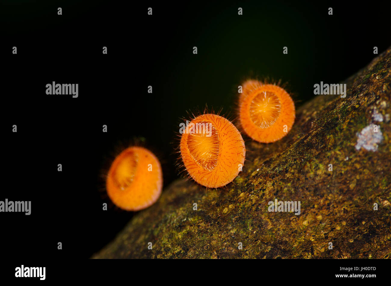 Image of orange colored ball shaped fungi in the rain forest Stock Photo