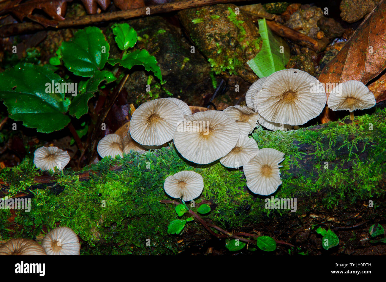 Image of umbrella fungi in the rain forest Stock Photo