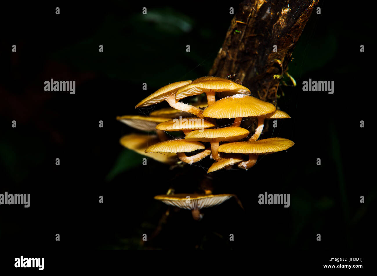 Image of fungi on a tree with dark background in the rain forest Stock Photo