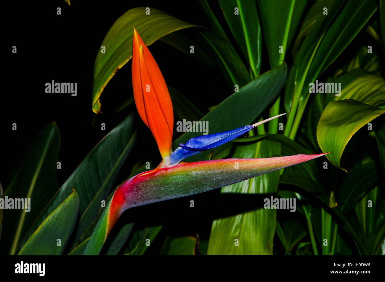 Heliconia a genus of flowering plants in the Heliconiacea Stock Photo
