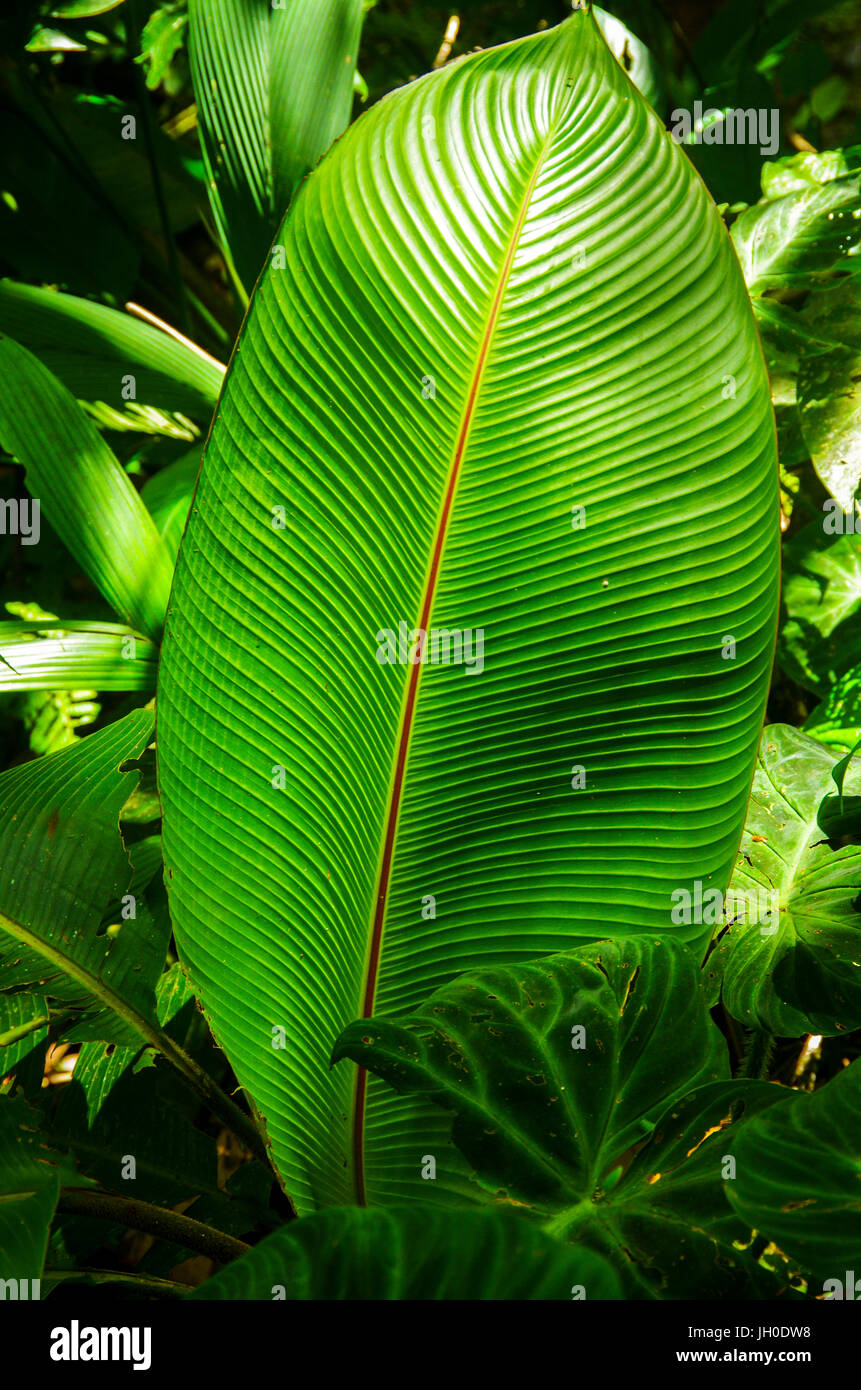 Big green leaf in the rain forest of Panama Stock Photo