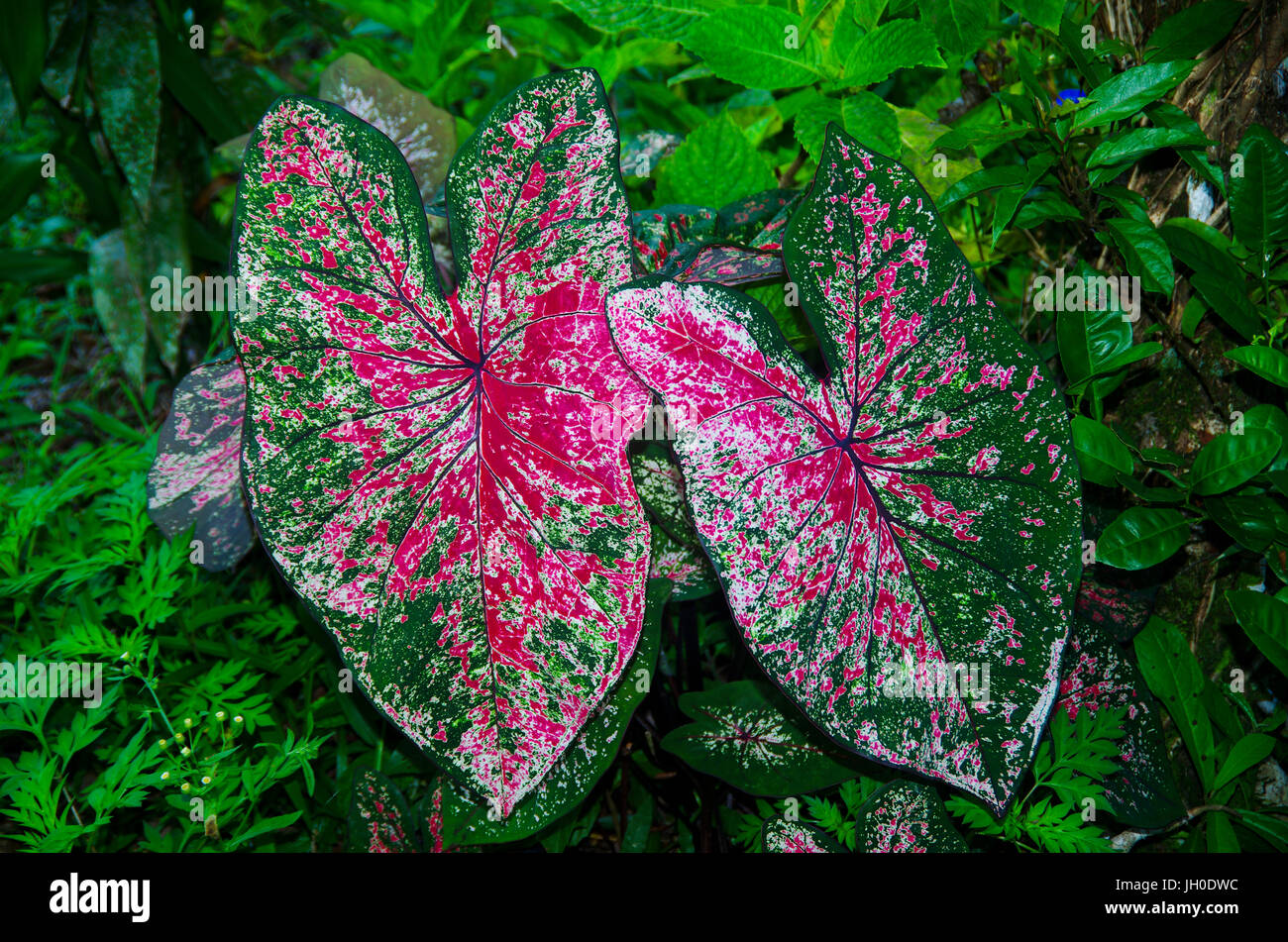 Caladium bicolor also called Angel Wings , Heart of Jesus and elephant ...
