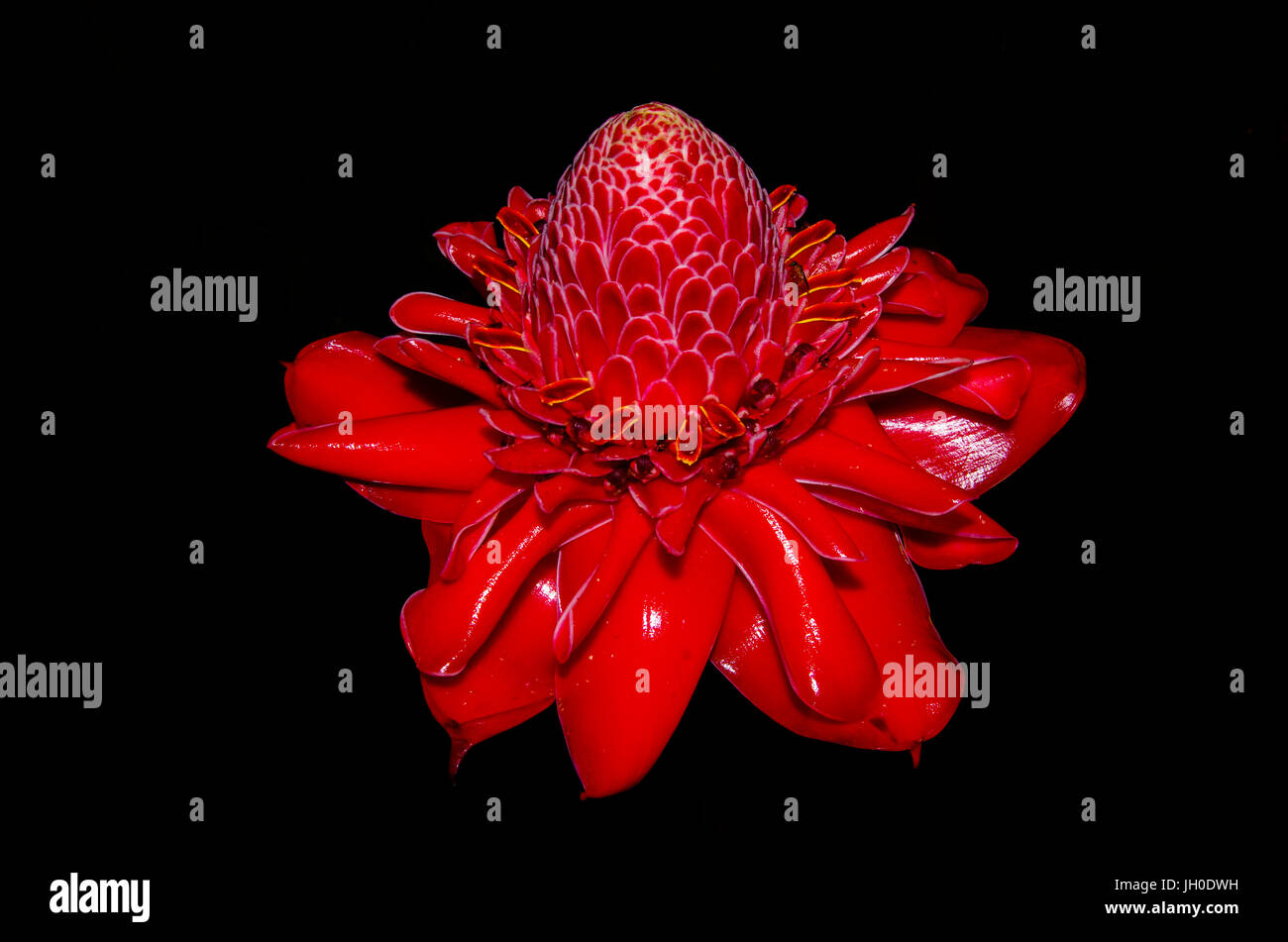 Red flower Etlingera Elatior also called ginger flower or torch ginger Stock Photo