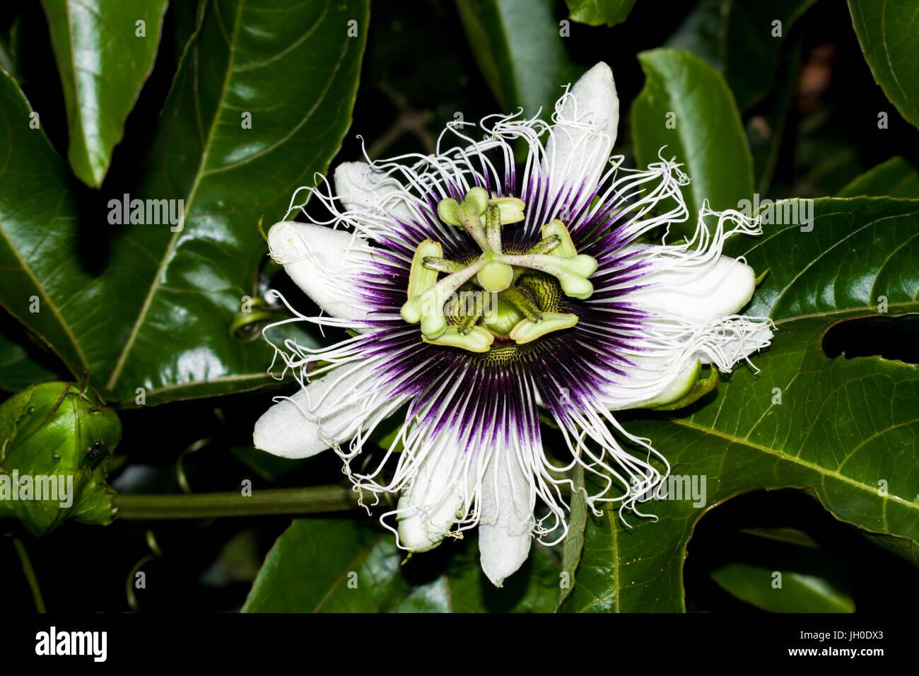 Passiflora, known also as the passion flowers or passion vines Stock Photo