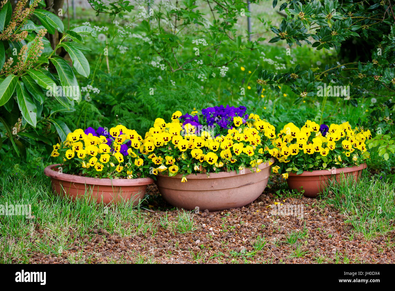 3 pots on the ground with yellow and blue pansies Stock Photo