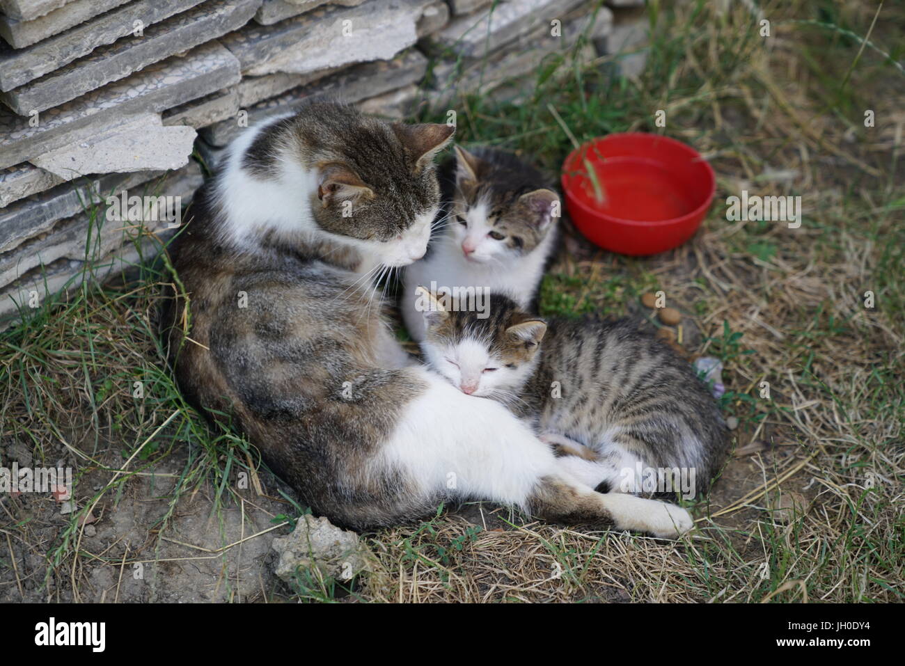 Cat family in the grass Stock Photo - Alamy