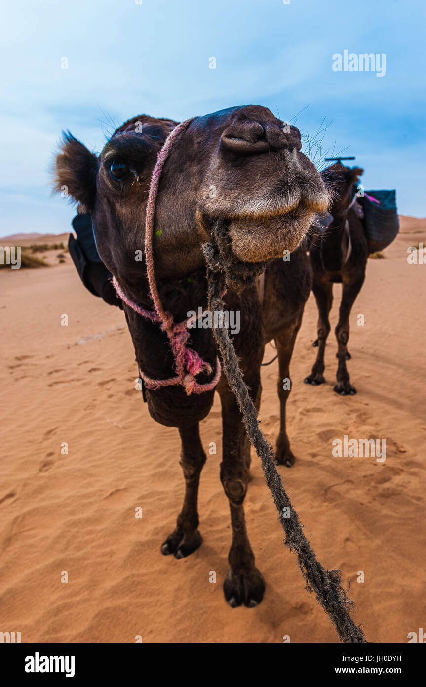 Portrait of camel  in Erg Chebbi Desert, Sahara Desert near Merzouga, Morocco Stock Photo