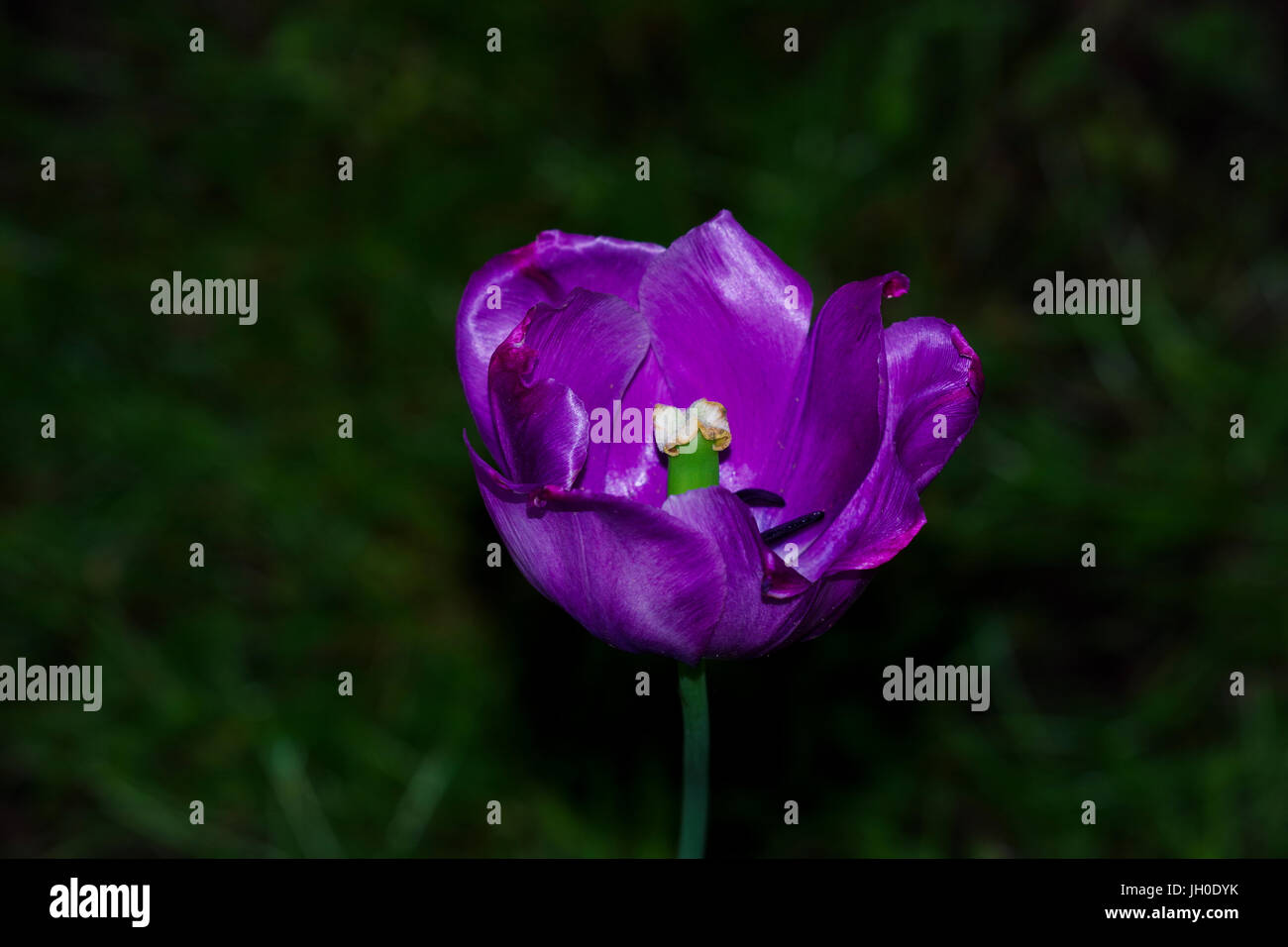 Purple tulip with dark green background Stock Photo