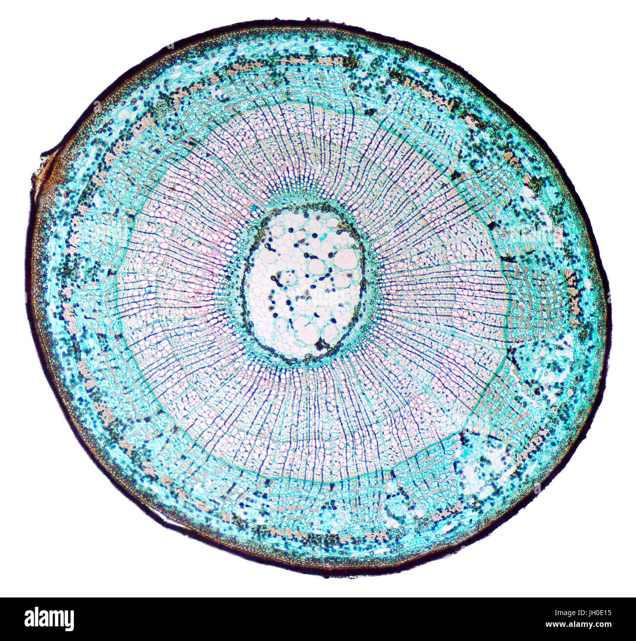 Basswood stem cross section. Light microscope slide with microsection of a three years old basswood stem. Clearly visible annual rings. Stock Photo