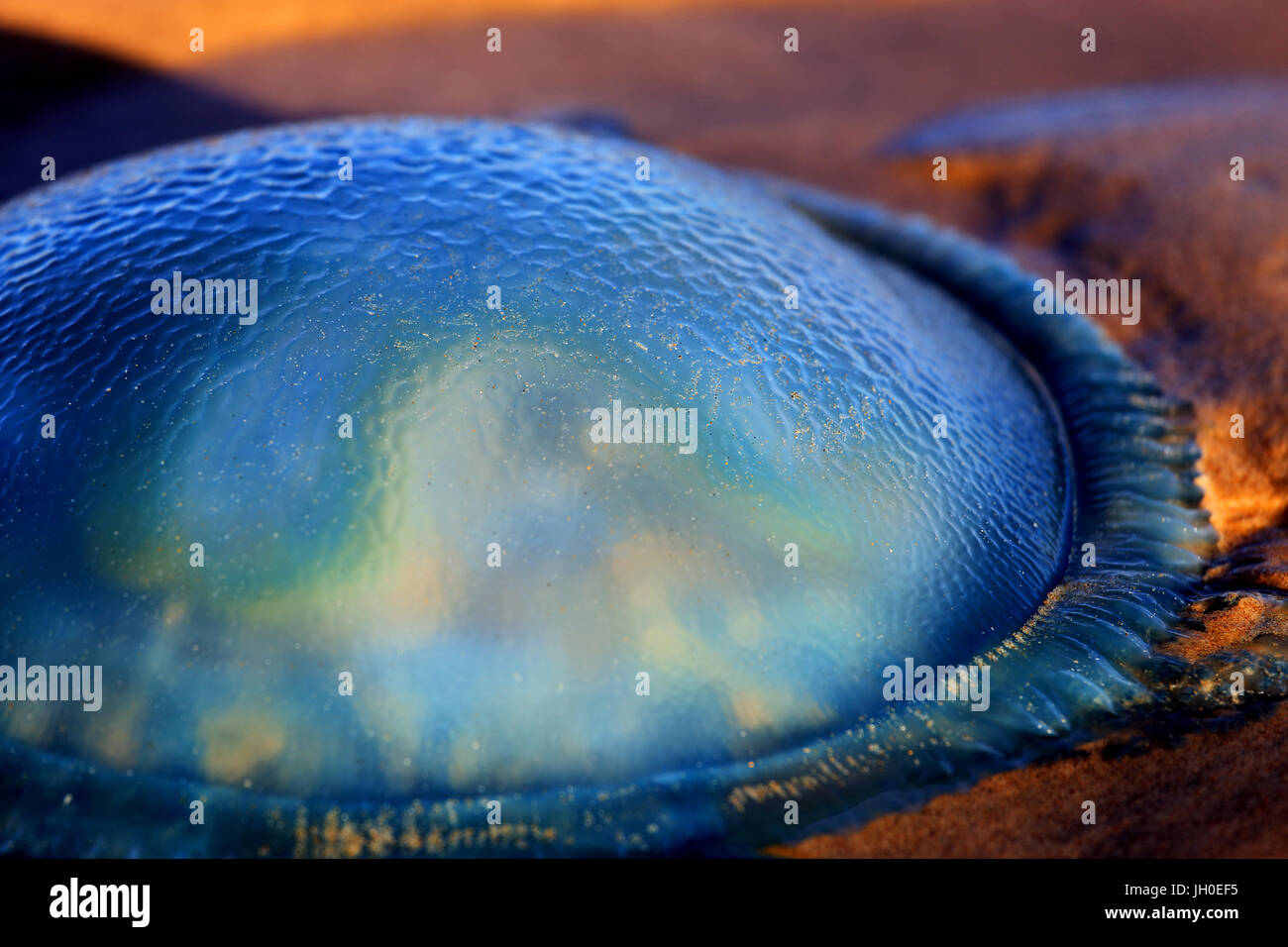 A beached jellyfish is illuminated by the evening sun and glows a vibrant, luminous blue in this abstract background. Stock Photo