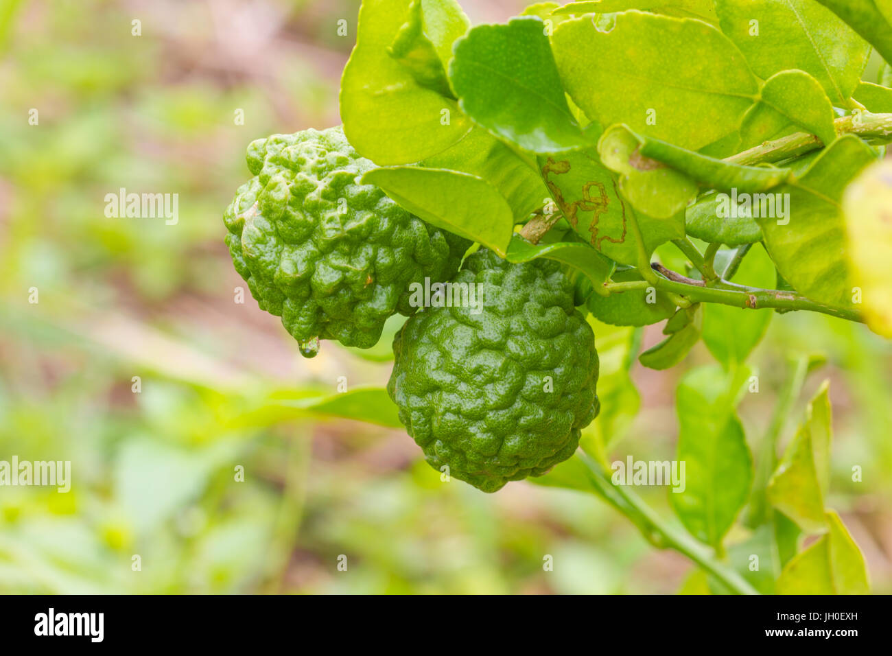 Leech lime or bergamot fruits on tree in garden Stock Photo Alamy