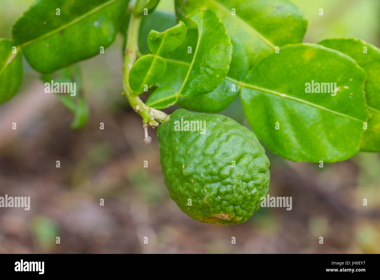 Leech lime or bergamot fruits on tree in garden Stock Photo Alamy