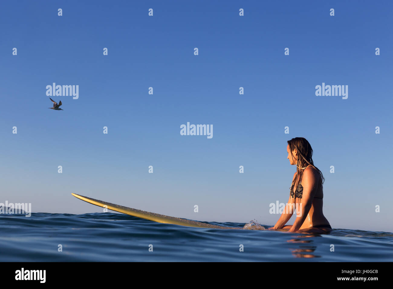 A female surfer sits on her surfboard in a calm ocean and watches as a sea bird flies by. Stock Photo