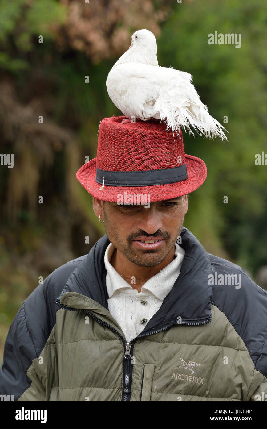 Man with White Pigeon Sitting  on his Red Hat Stock Photo