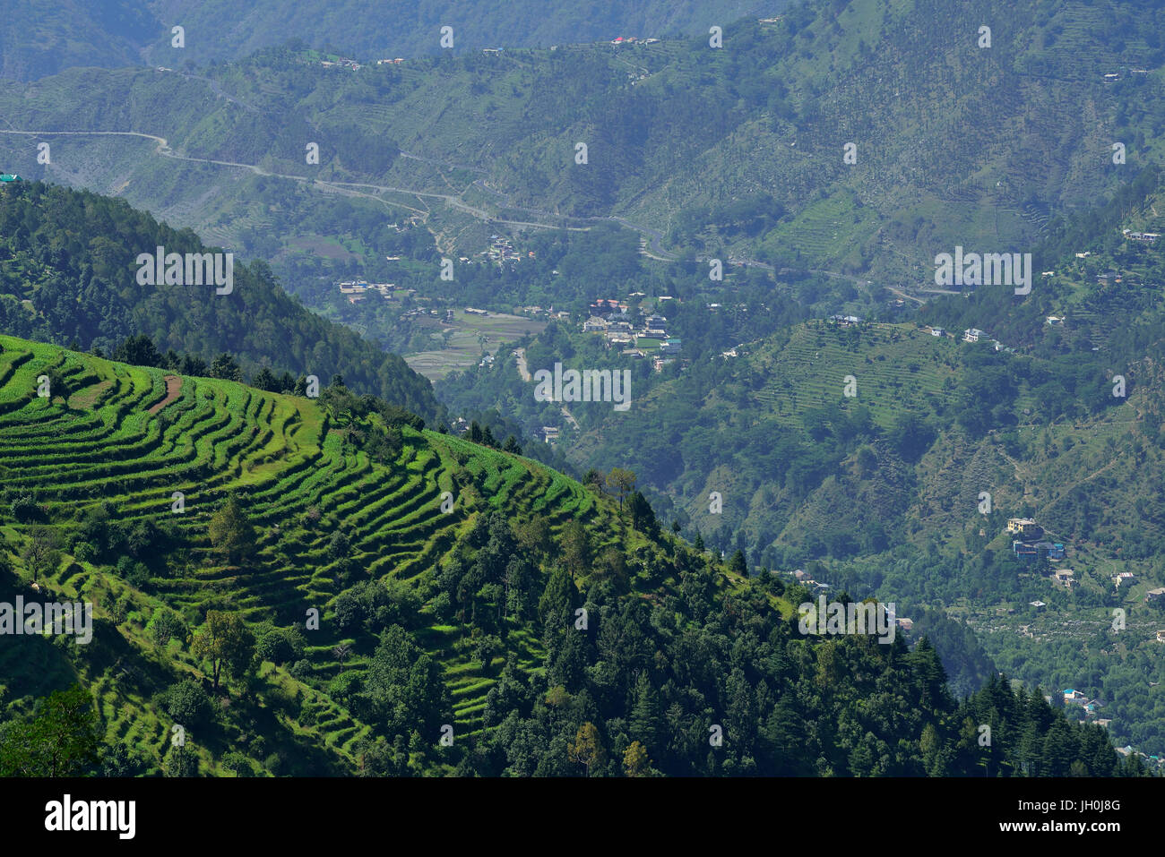 Step Farms near Dalhousie Himachal Pradesh India Stock Photo