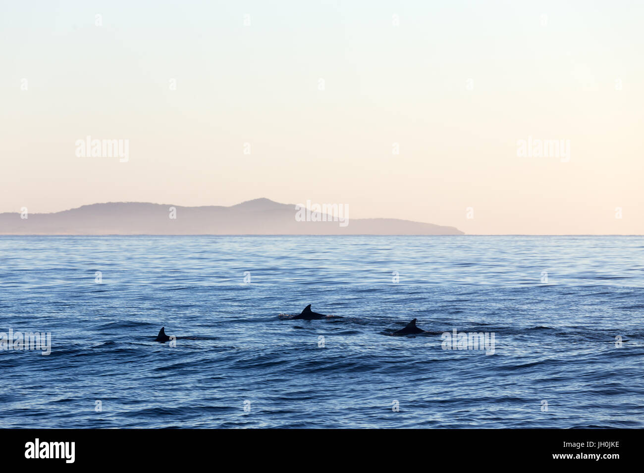 Three dolphins surface for air on a calm morning off the east coast of Australia. Stock Photo