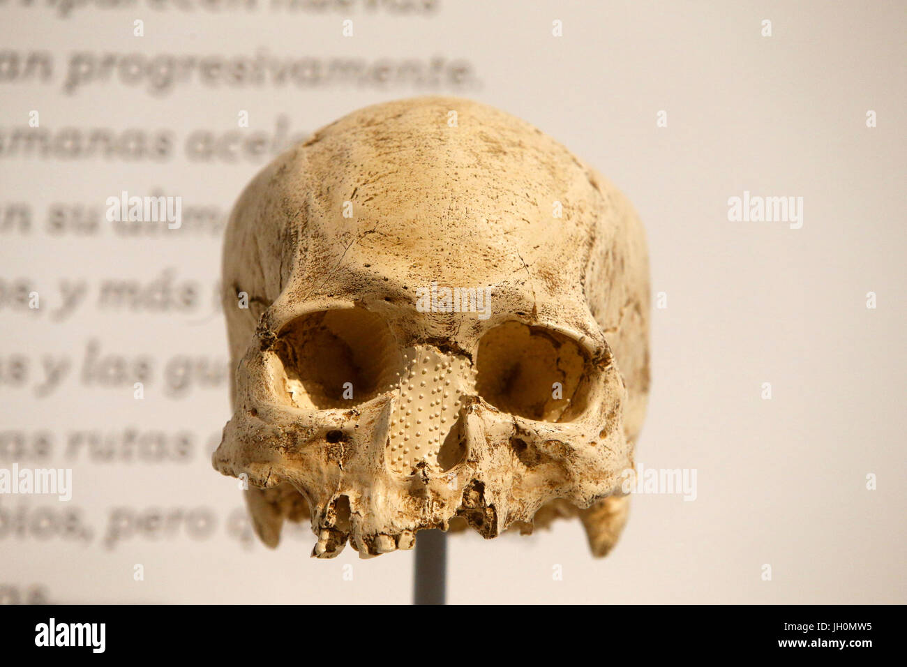 MusŽe de l'homme, Museum of Mankind, Paris. Homo sapiens skull. France. Stock Photo