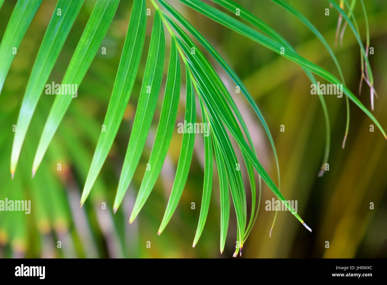 Close up image of tropical green plant foliage Stock Photo - Alamy