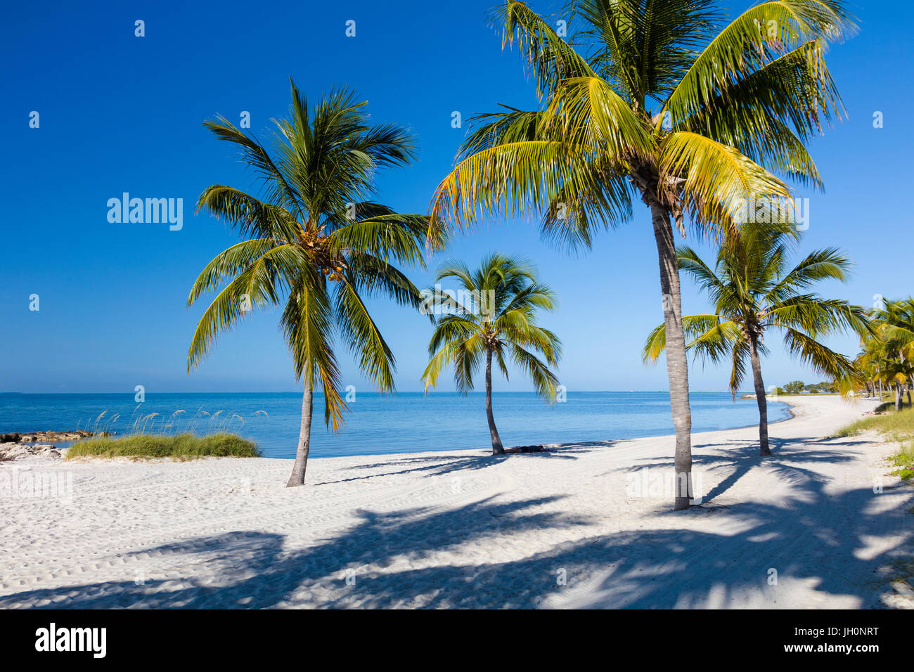 Tropical Palm trees on clean white sand Smathers Beach in Key West Stock Photo