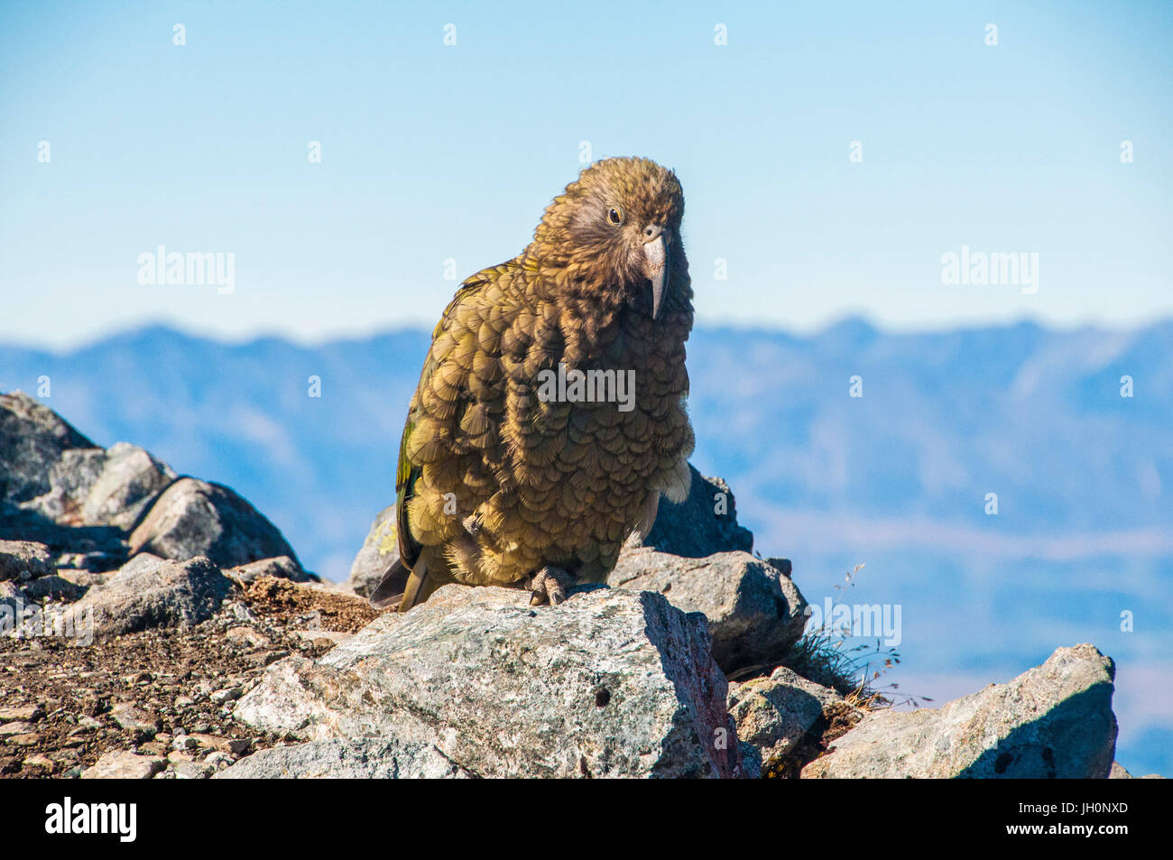 Kea, the worlds only alpine parrot Stock Photo