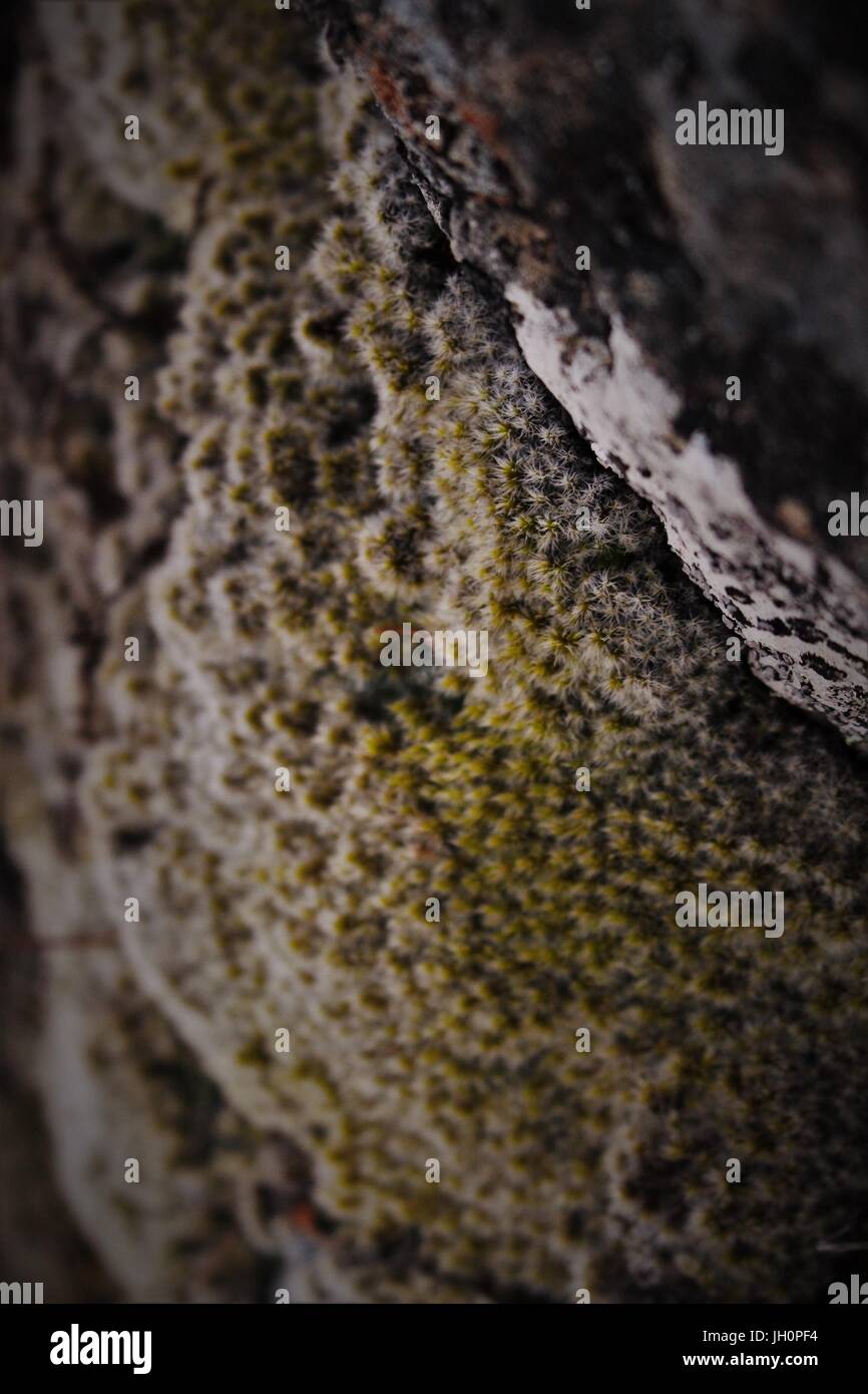 moss on a rock Stock Photo - Alamy