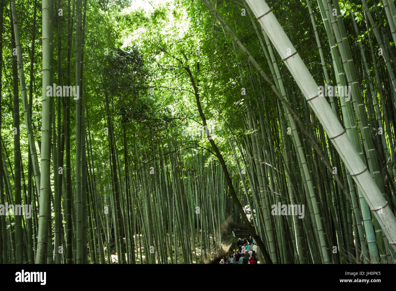 Giant bamboo, grove, forest Kyoto Stock Photo