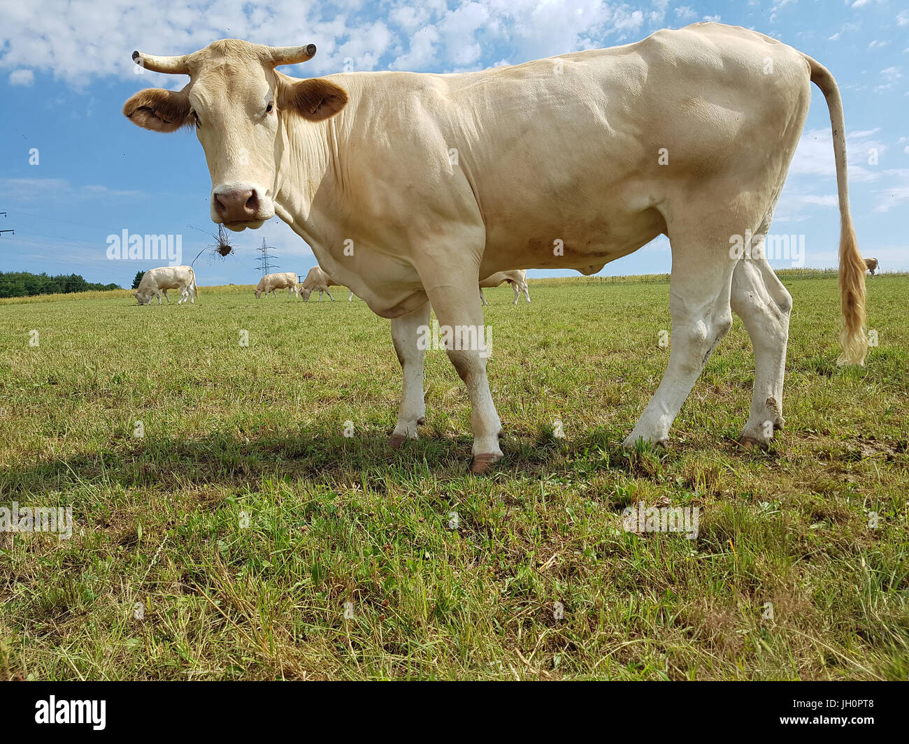 Fleischkuehe, Aquitaine, Rinder, Blonde, d' Aquitaine Stock Photo - Alamy