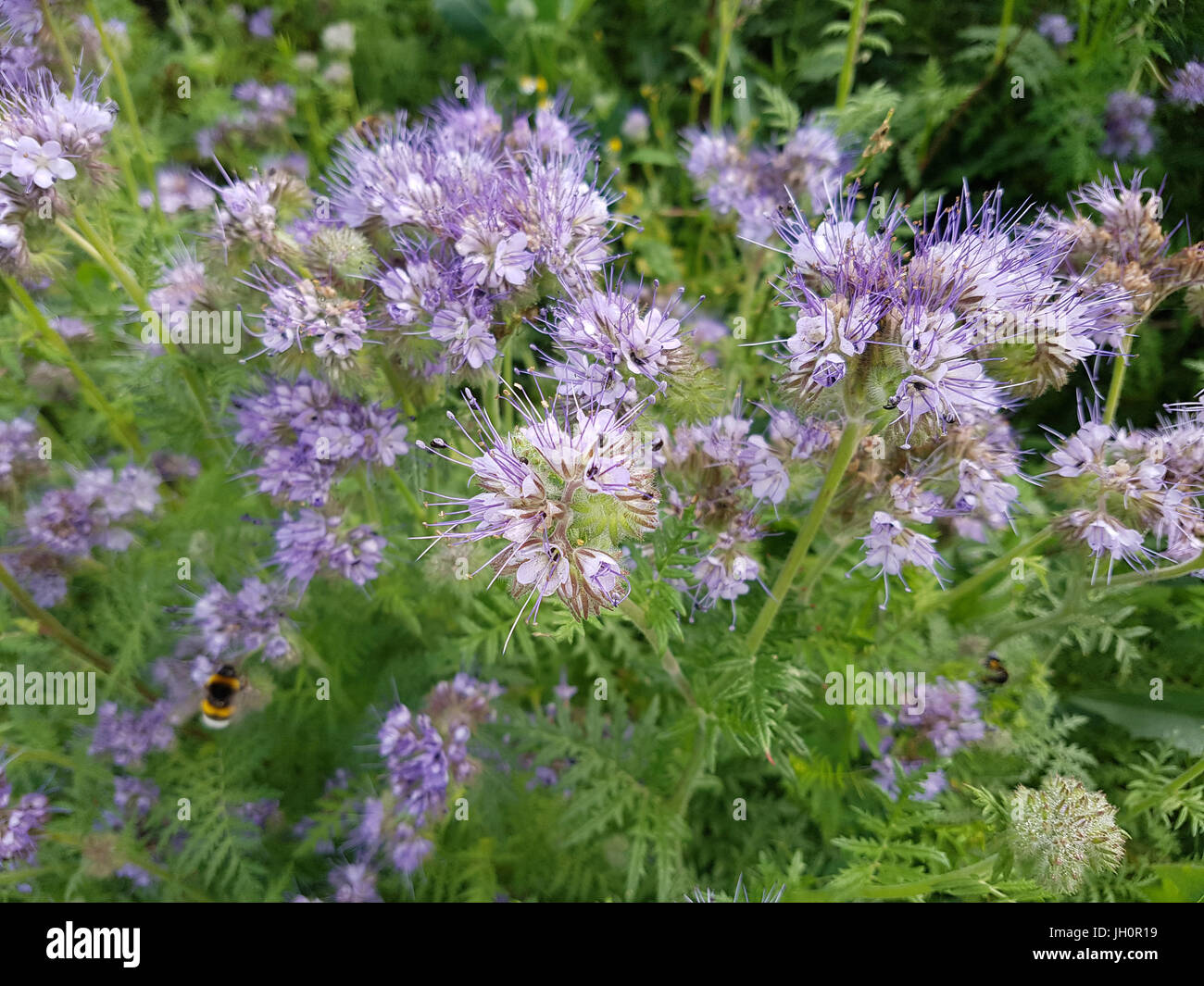 Gruenduengung, heilpflanze, Phacelia; tanacetifolia Stock Photo