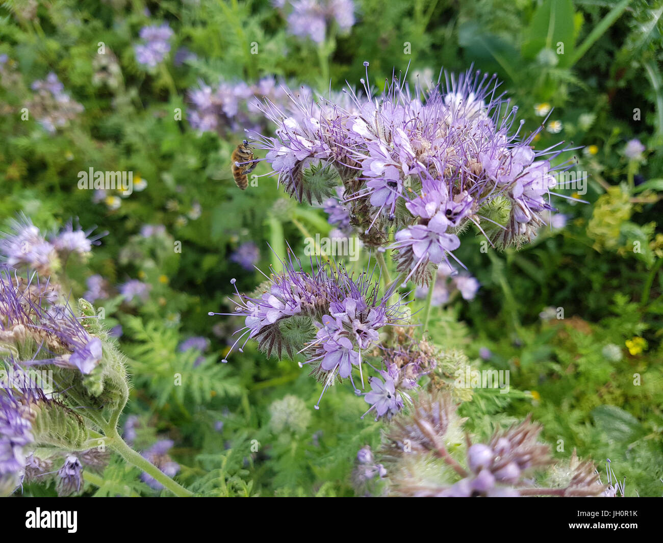 Gruenduengung, heilpflanze, Phacelia; tanacetifolia Stock Photo