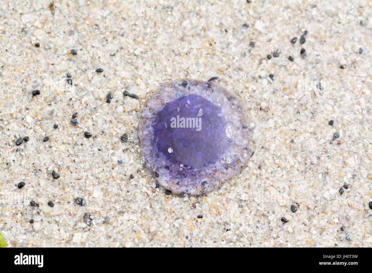 Jellyfish on sandy beach Stock Photo Alamy