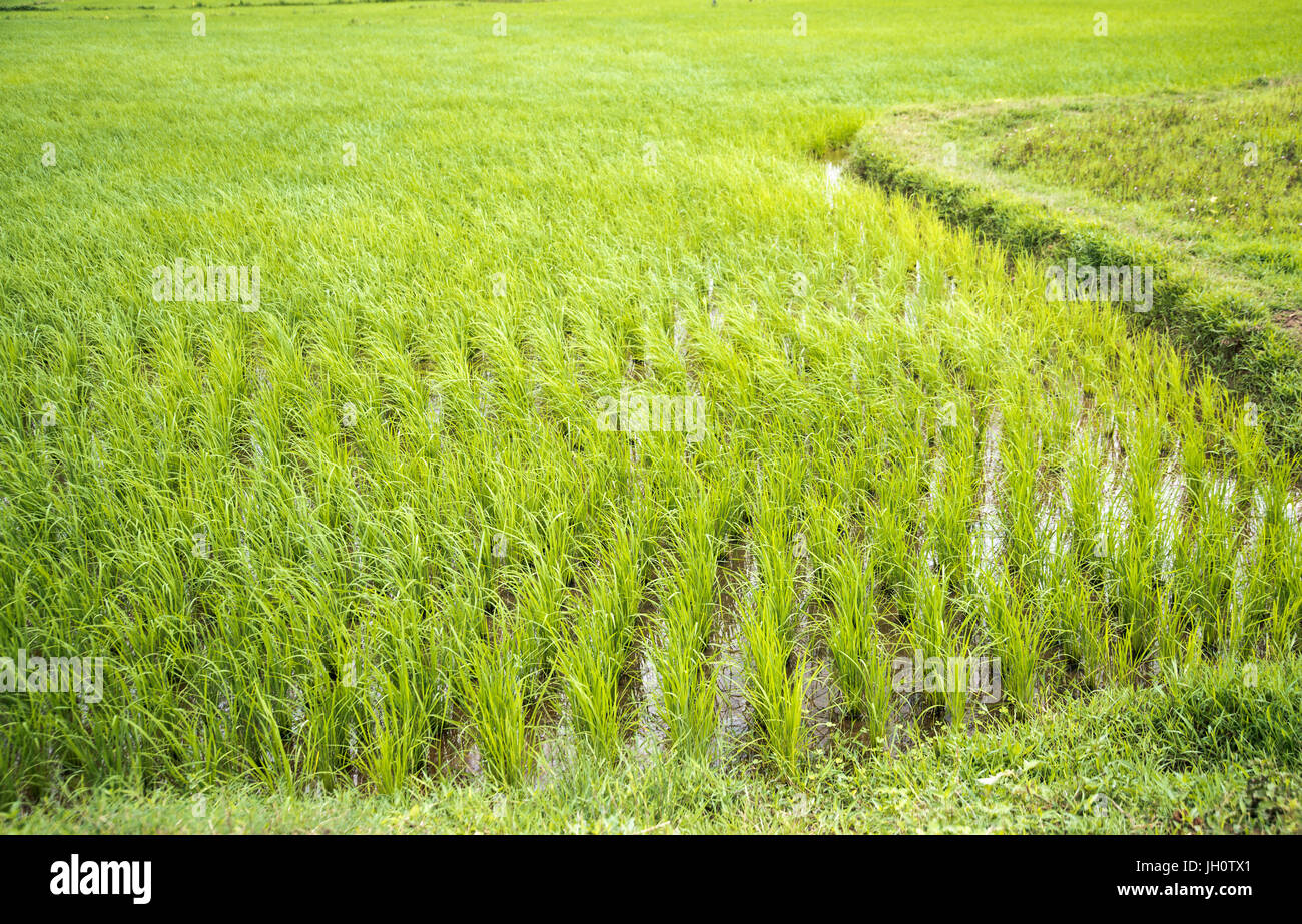Rice Field in Coorg, Karnataka, India Stock Photo - Alamy
