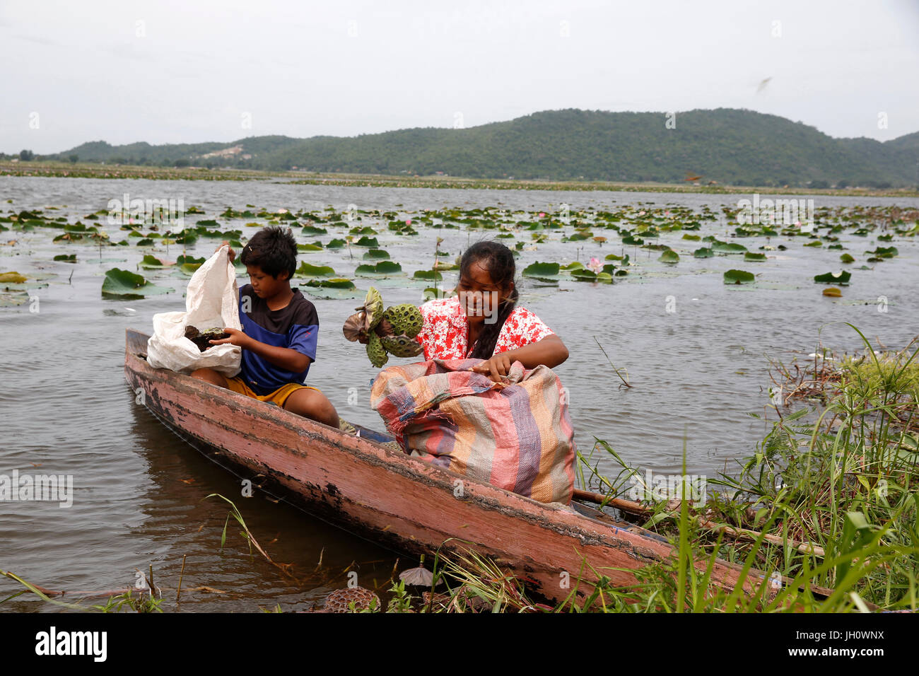 Lotus farmers on Kamping Puoy Lake. Cambodia. Stock Photo