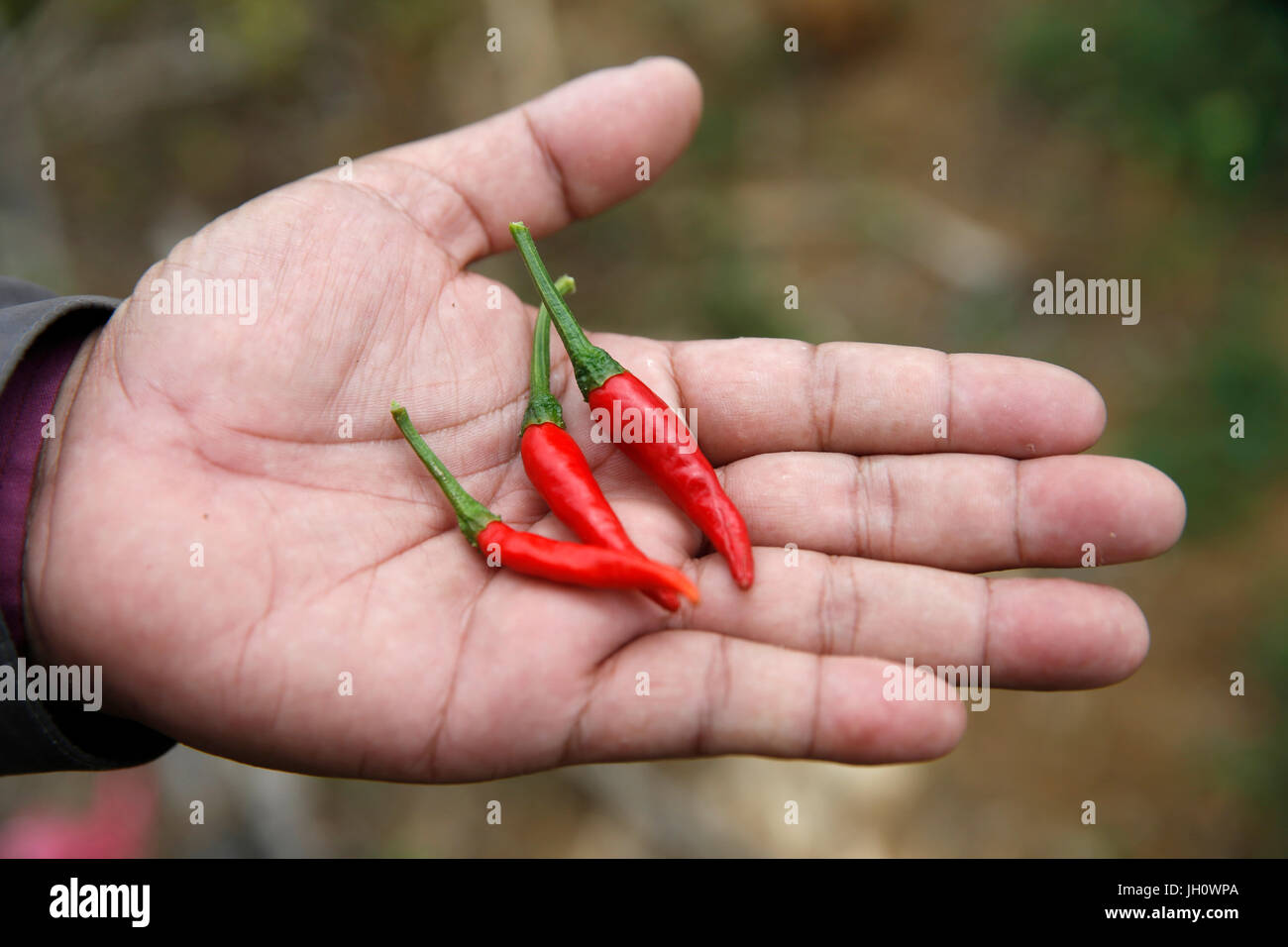 Chilis. Cambodia. Stock Photo
