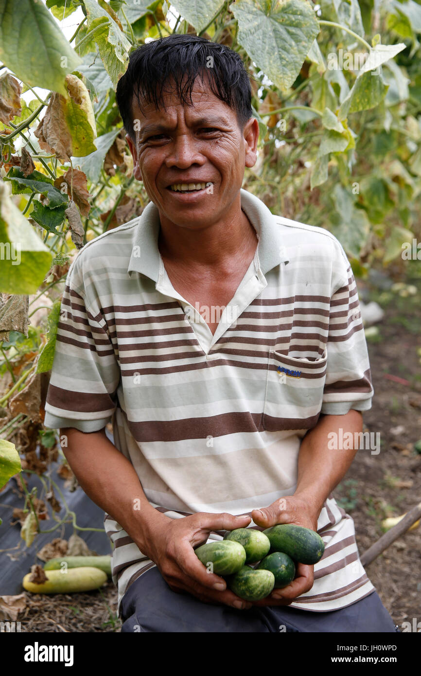 AMK microfinance client Sam Somon grows cucumbers, potatoes & corn. Cambodia. Stock Photo