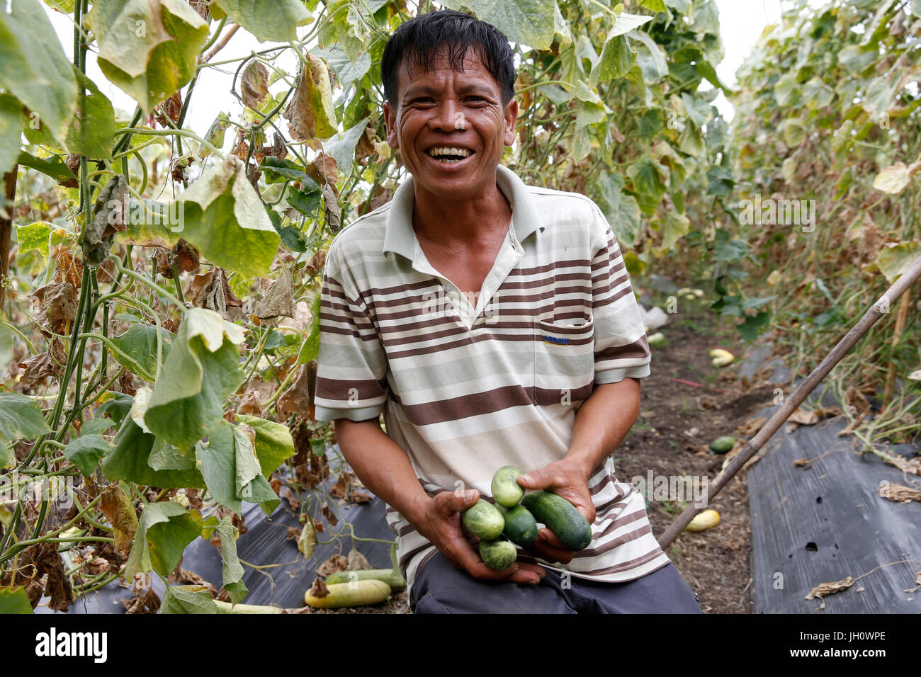 AMK microfinance client Sam Somon grows cucumbers, potatoes & corn. Cambodia. Stock Photo