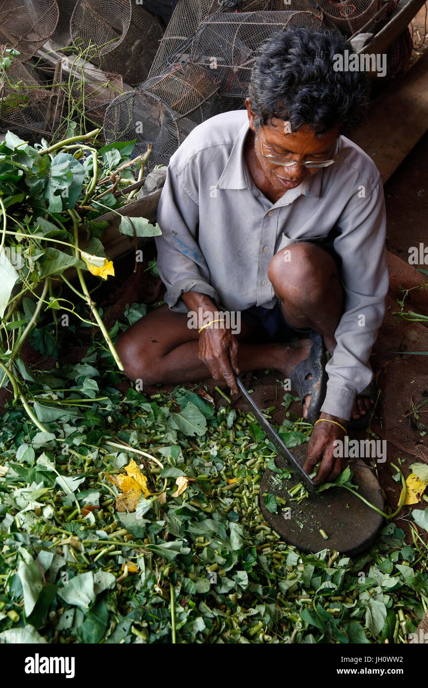 AMK microfinance client chopping water hyacinths. Cambodia. Stock Photo