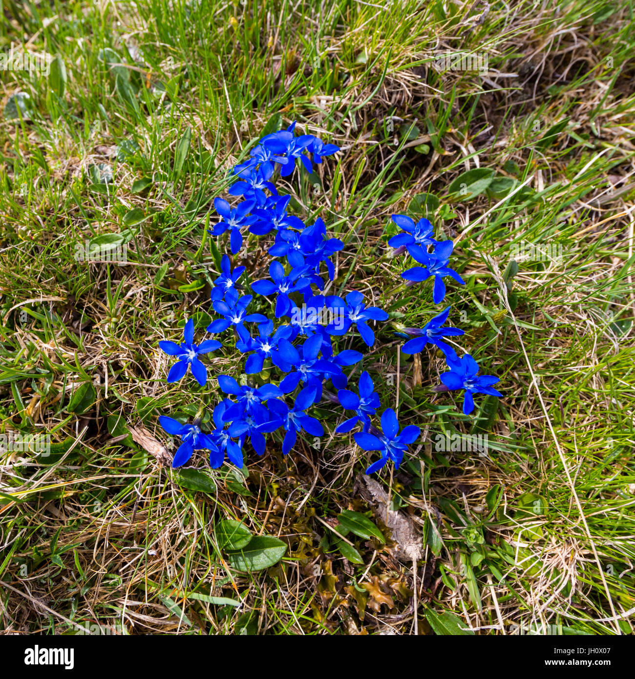 many natural deep blue blooms of gentian flower in green grass Stock Photo