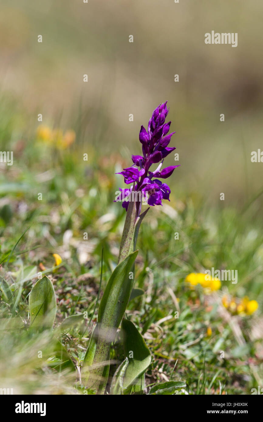 purple bloom of natural orchid in green grass Stock Photo
