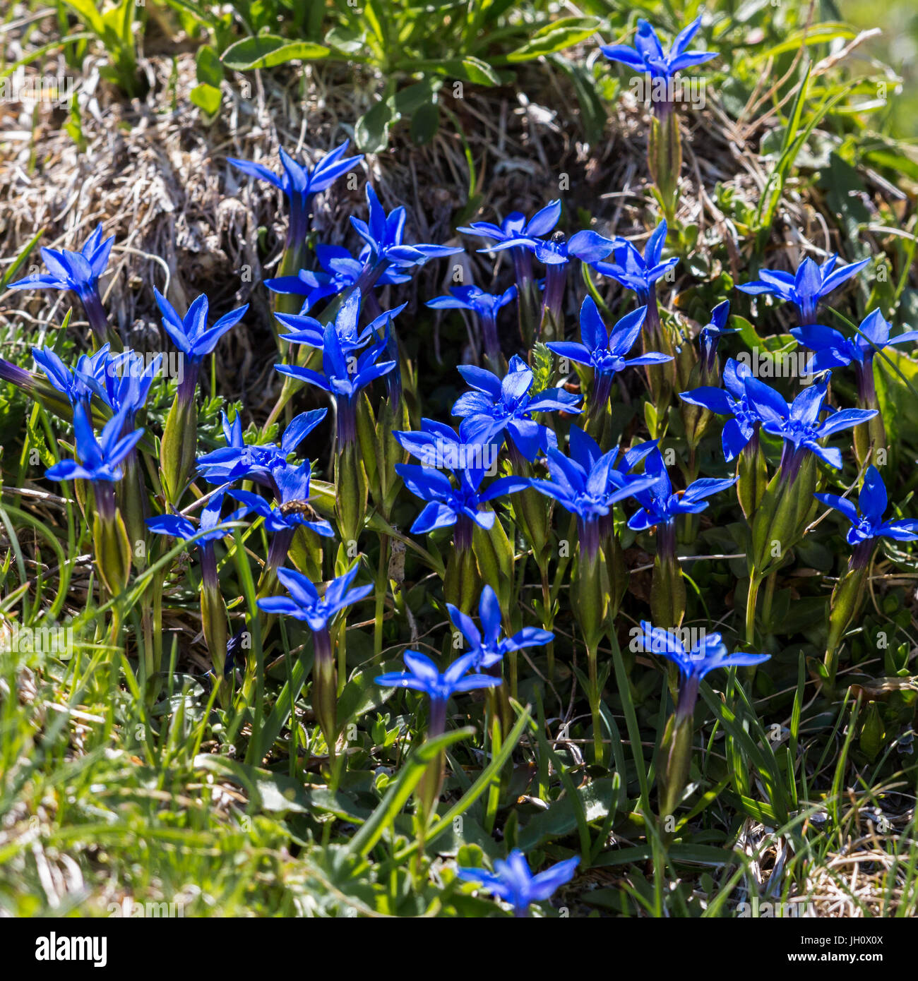 many deep blue blooms of gentian flower in green grass Stock Photo