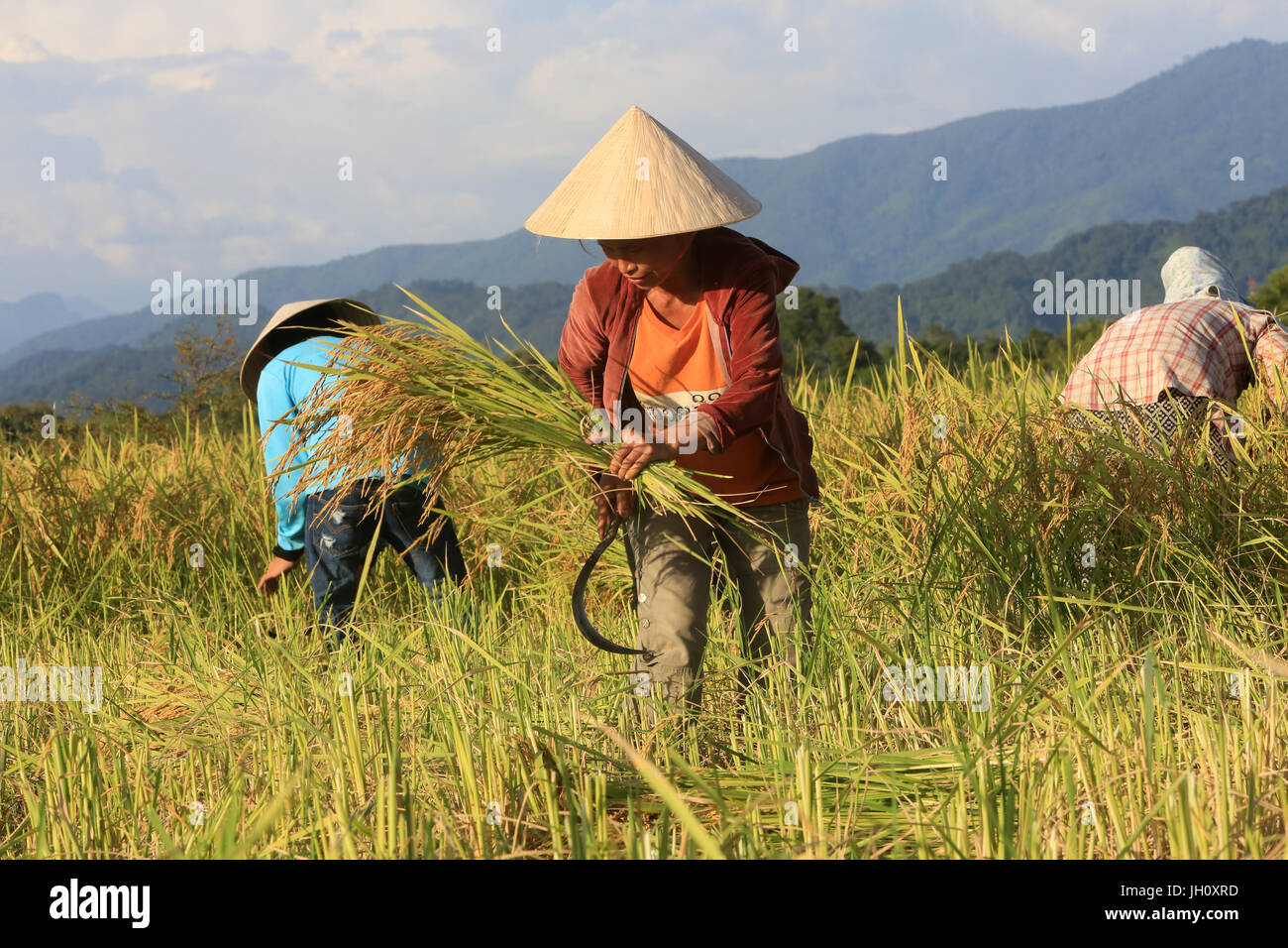 Farmers working in rice fields in rural landscape. Laos. Stock Photo