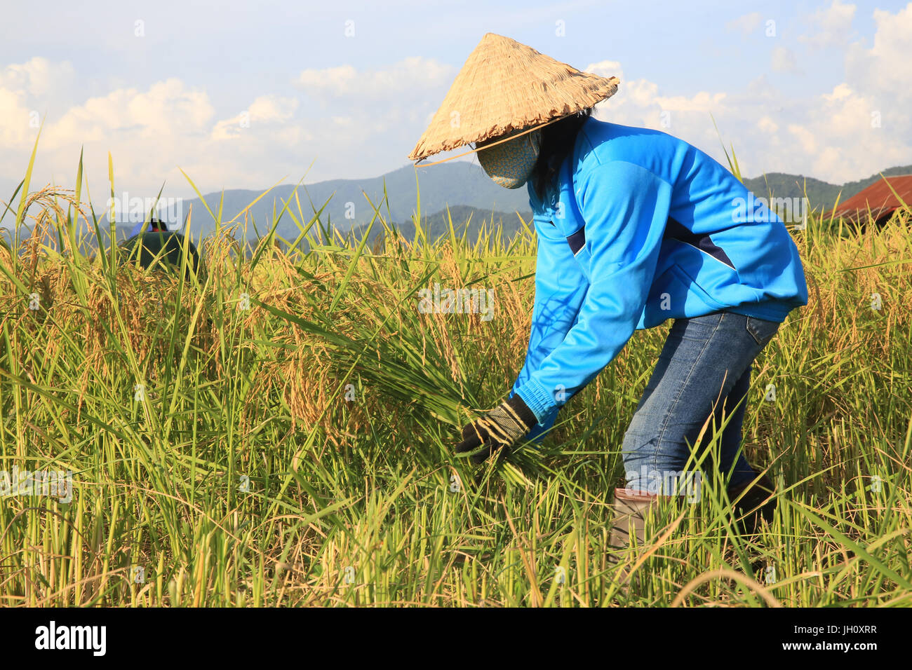 Farmer working in rice fields in rural landscape. Laos. Stock Photo