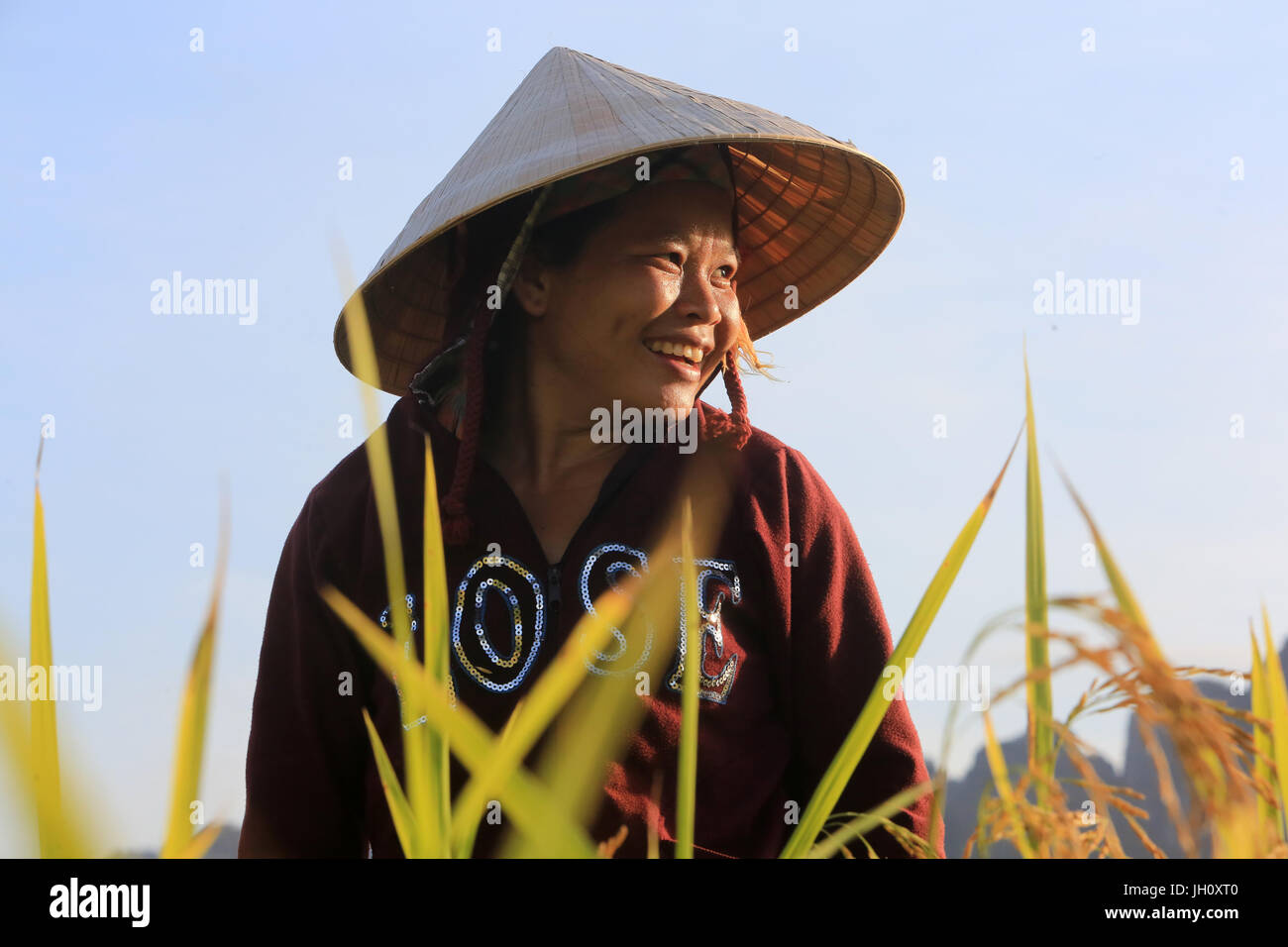 Lao armer wearing traditional hat and working in rice fields in rural landscape. Laos. Stock Photo