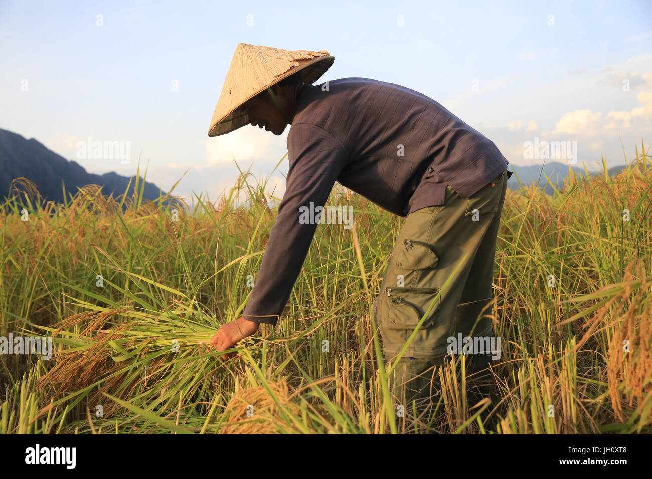 Farmer working in rice fields in rural landscape. Laos. Stock Photo